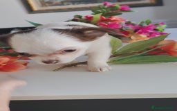 Chihuahua perros en venta: Hembra chihuahua pelo largo  - Anuncio 2