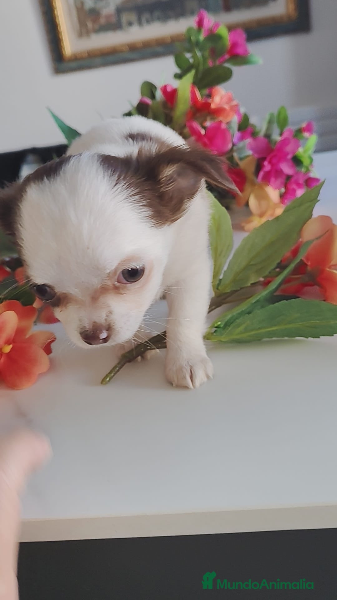 Chihuahua perros en venta: Hembra chihuahua pelo largo  - Anuncio 2