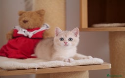 Británico de Pelo Corto gatos en venta: British blue golden  - Imagen 4