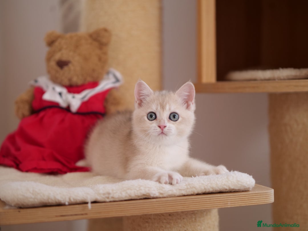 Británico de Pelo Corto gatos en venta: British blue golden  - Imagen 4