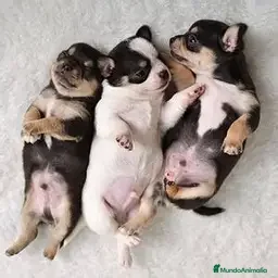 Chihuahua perros CHIHUAHUA MINI - Anuncio 2