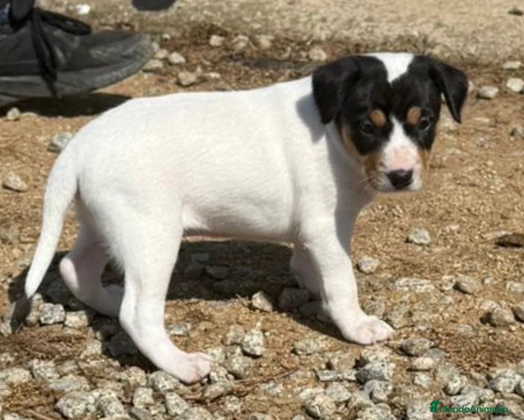 Ratonero Bodeguero Andaluz perros en venta: Bodeguero andaluz  - Anuncio 7