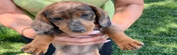 Teckel Miniatura perros en venta: Preciosa hembrita y macho Teckel mini choco Merle  - Anuncio 7