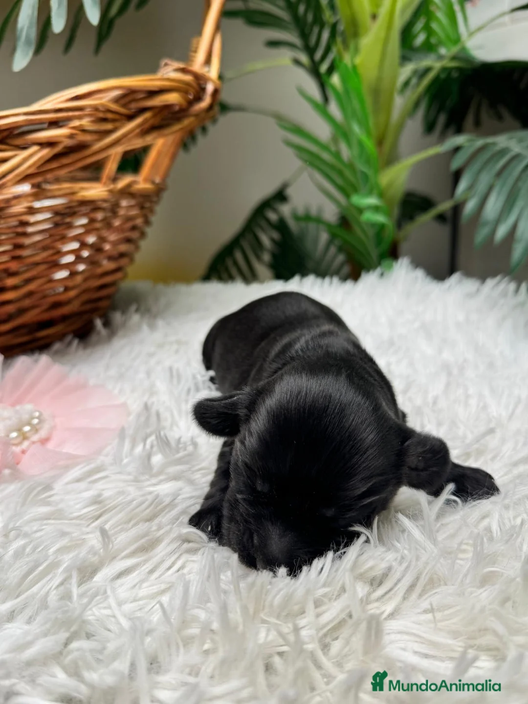 Cocker Spaniel Inglés perros en venta: COCKER SPANIEL INGLES - Anuncio 6