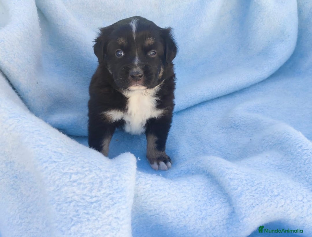 Pastor Miniatura Americano perros en venta: Pastor Americano  - Anuncio 9