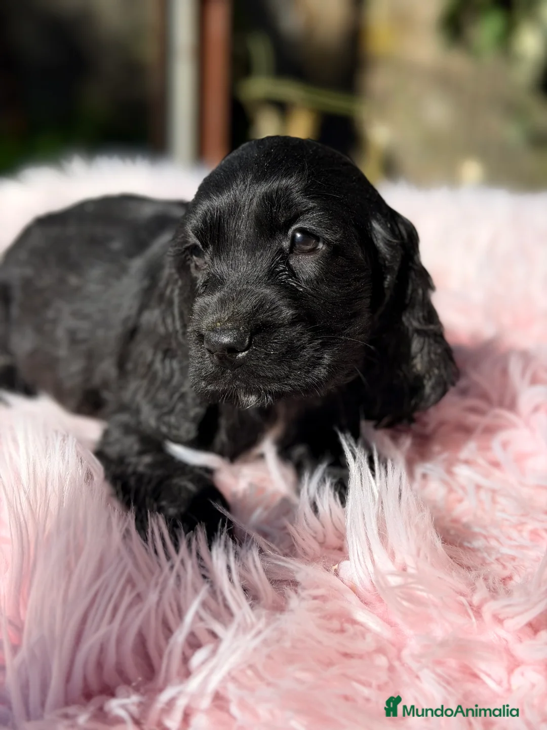 Cocker Spaniel Inglés perros en venta: Cocker inglés hembra negra  - Anuncio 1
