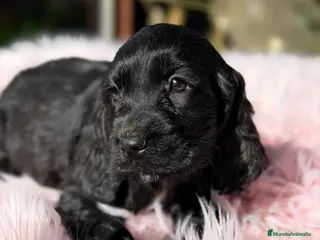 Cocker Spaniel Inglés perros Cocker inglés hembra negra - Anuncio 2