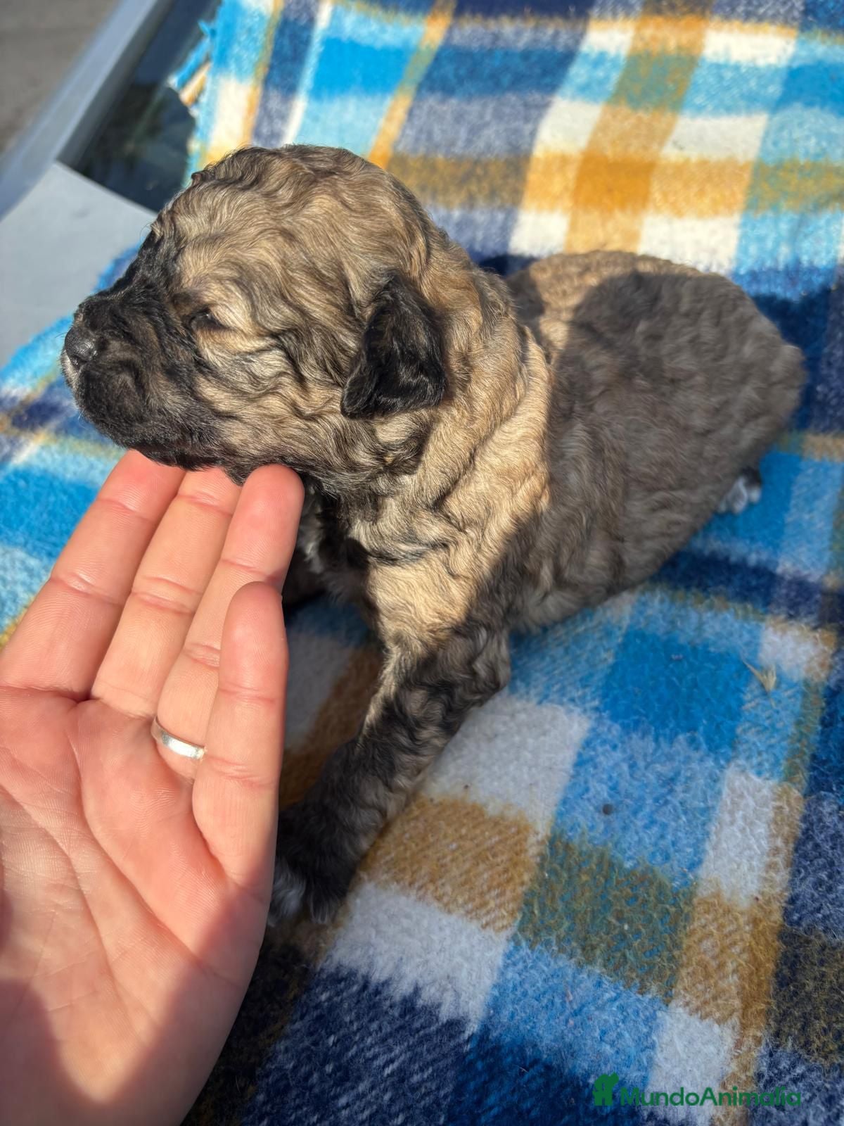 Perro de Agua Español perros Perros de agua  - Anuncio 1