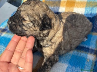 Perro de Agua Español perros Perros de agua - Anuncio 1