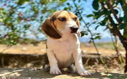 Beagle perros en venta: Beagle tricolor  - Imagen 3