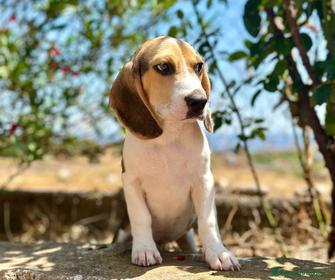 Beagle perros en venta: Beagle tricolor  - Imagen 3