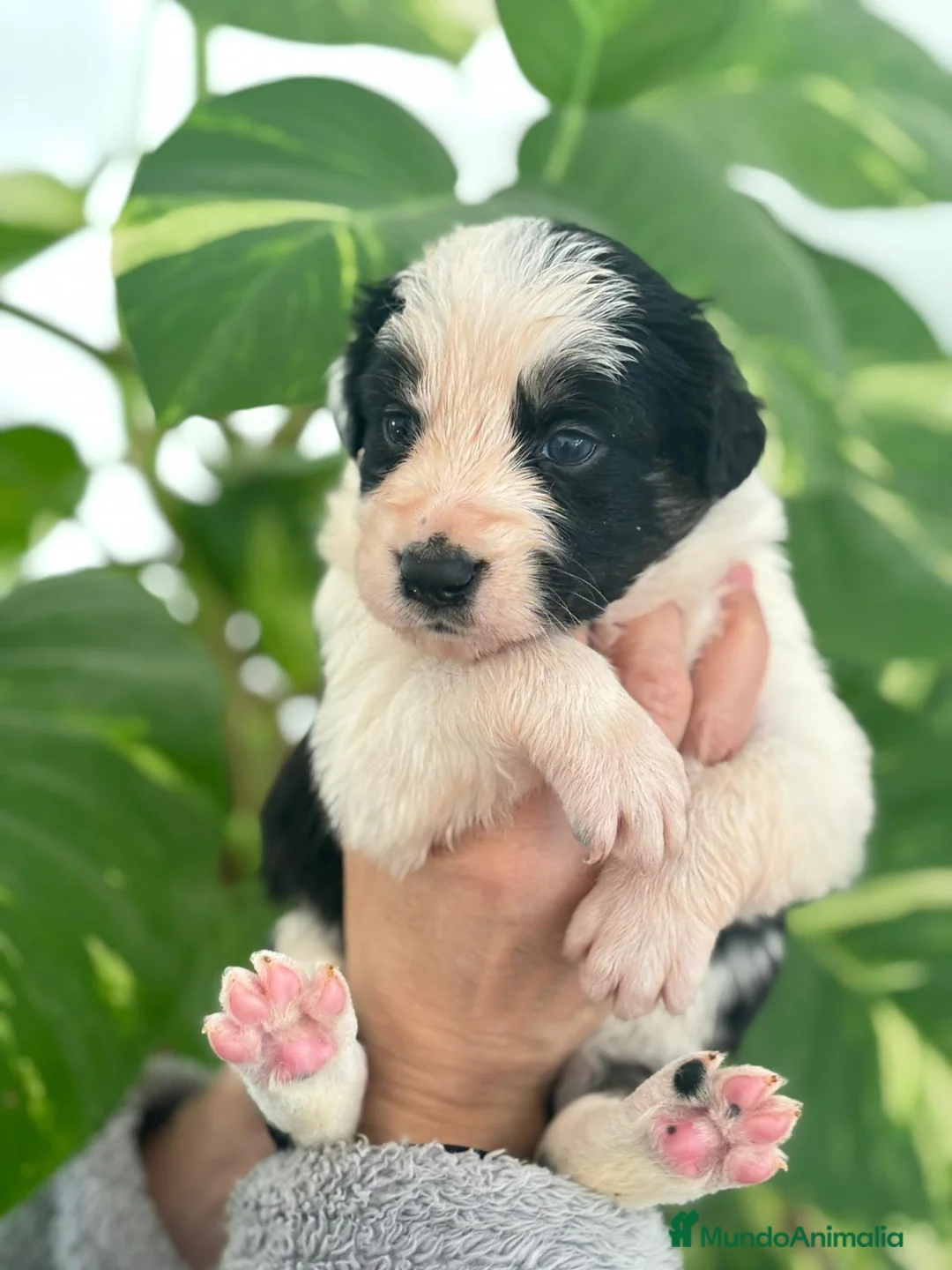 Border Collie perros en venta: Border Collie  - Anuncio 8