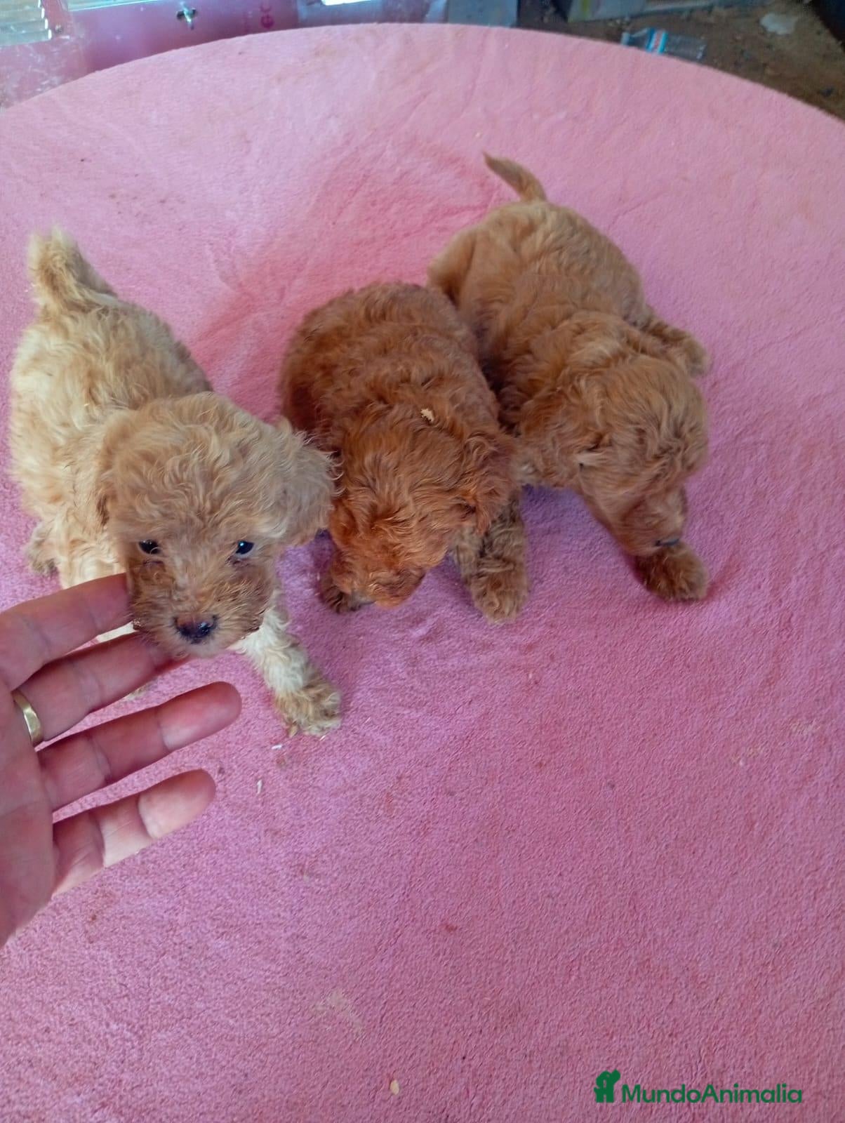 Caniche Toy perros Caniches Toy - Anuncio 1