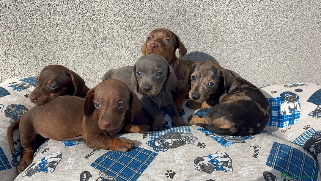 Teckel Miniatura perros en venta: Camada de Teckel mini disponible!  - Anuncio 1