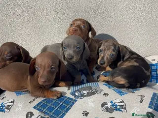 Teckel Miniatura perros Camada de Teckel mini disponible! - Anuncio 1