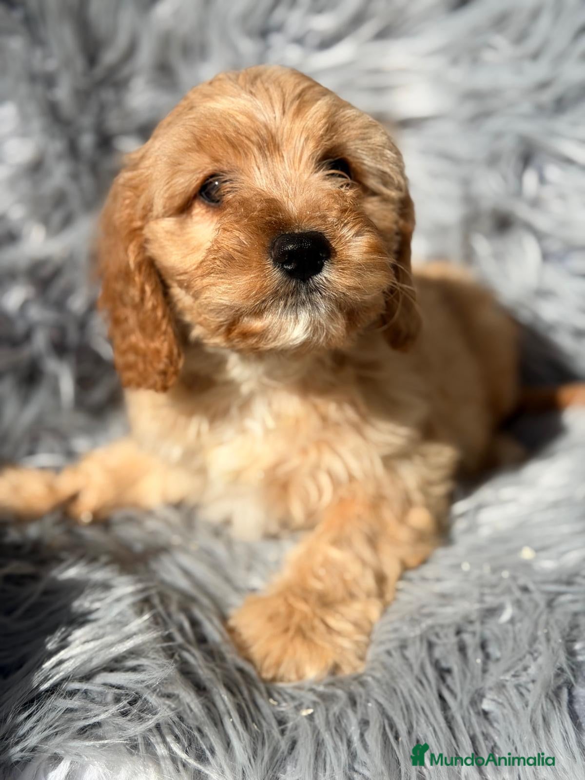 Cavapoo perros en venta: Cavapoo precioso macho apricot - Anuncio 4