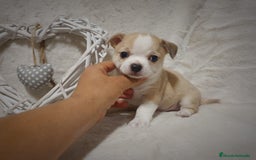 Chihuahua perros en venta: Perro Chihuahua  - Imagen 2