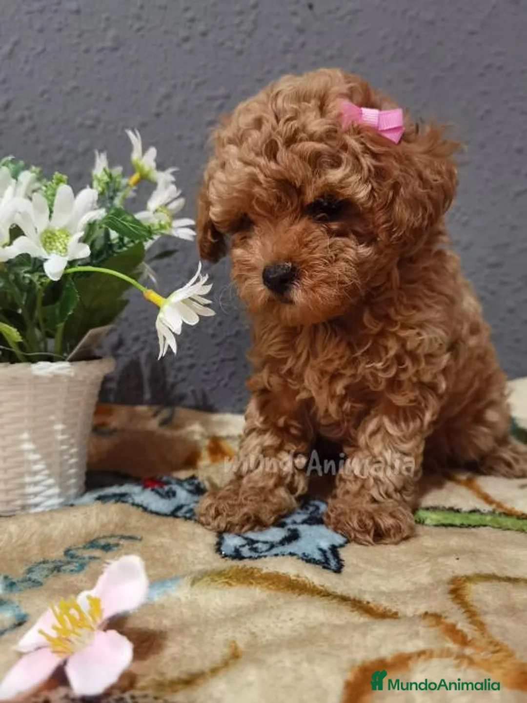 Imagen de galería {{count}}