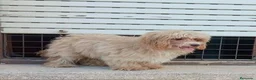 Maltipoo perros en venta: Maltipoo - Anuncio 7