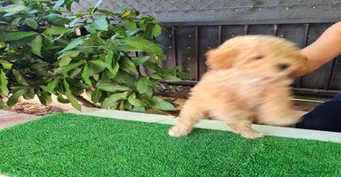 Maltipoo perros - Propaganda 8