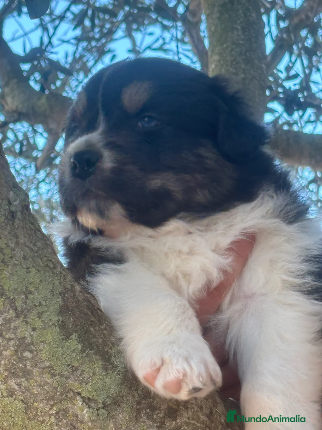 Pastor Australiano perros en venta: Macho pastor australiano - Anuncio 3