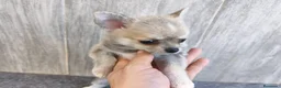 Chihuahua perros en venta: CHIHUAHUA MACHO - Anuncio 3