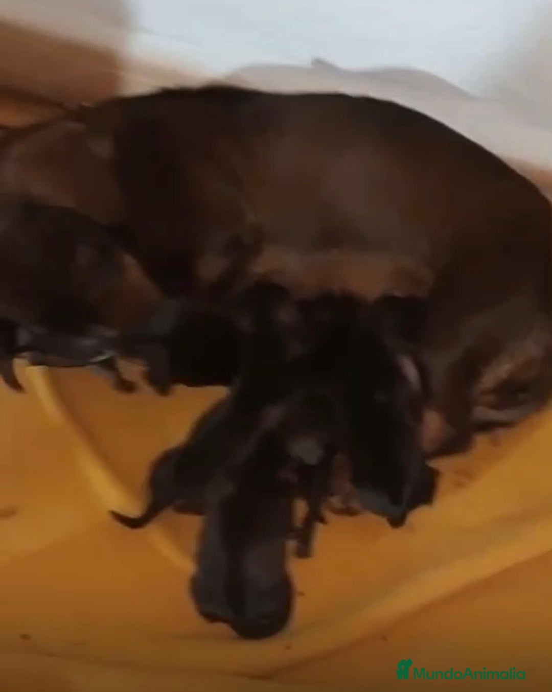 Teckel Miniatura perros en venta: Teckel kaninchen nueva camada - Anuncio 7