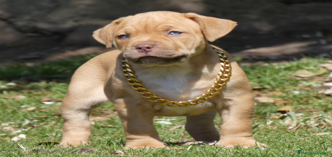 Imagen de galería {{count}}