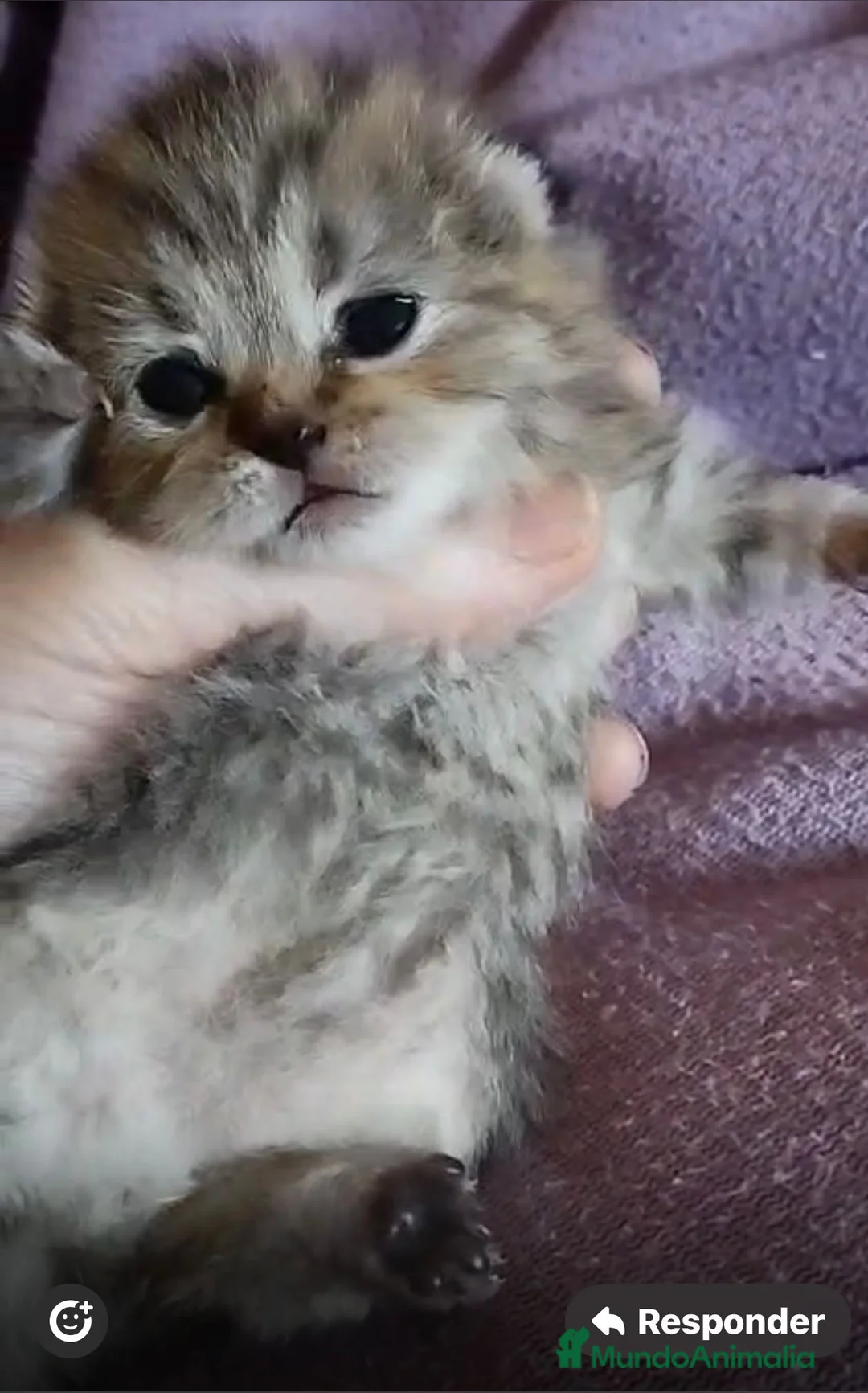 Scottish Fold gatos en venta: Macho y hembra de Scotish Fold atigrados - Anuncio 2