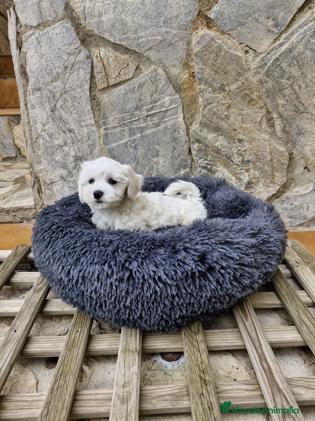 Bichón Maltés perros en venta: Bichón Maltés  en Barcelona - Anuncio 3