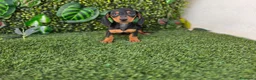 Teckel Miniatura perros en venta: TECKEL MINI & KANNINCHEN - Anuncio 1
