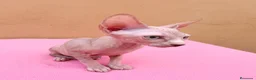 Sphynx gatos en venta: Preciosa hembrita ojos azules  - Anuncio 3