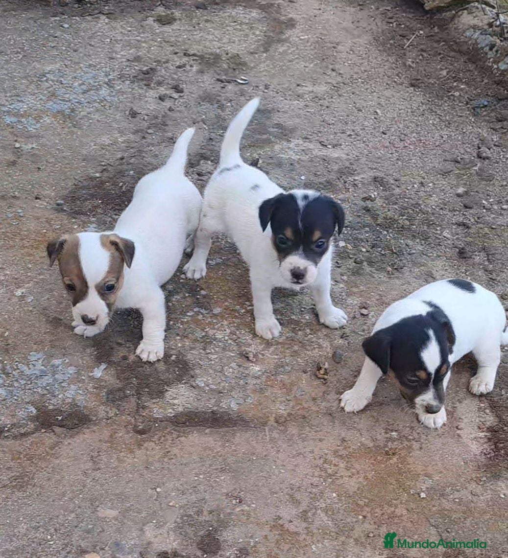 Jack Russell Terrier perros Jack russell  - Anuncio 1