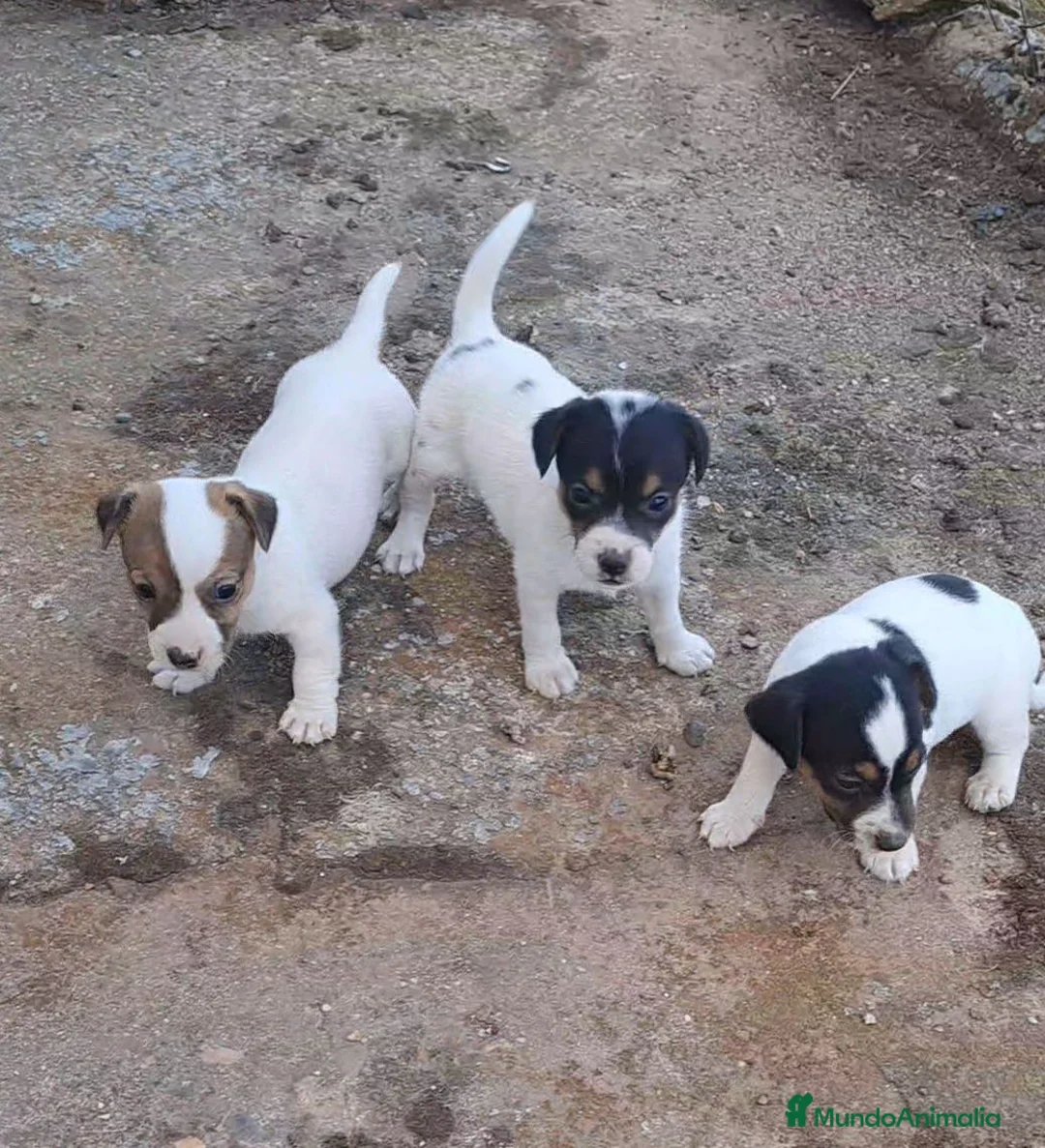 Jack Russell Terrier perros en venta: Jack russell  - Anuncio 1