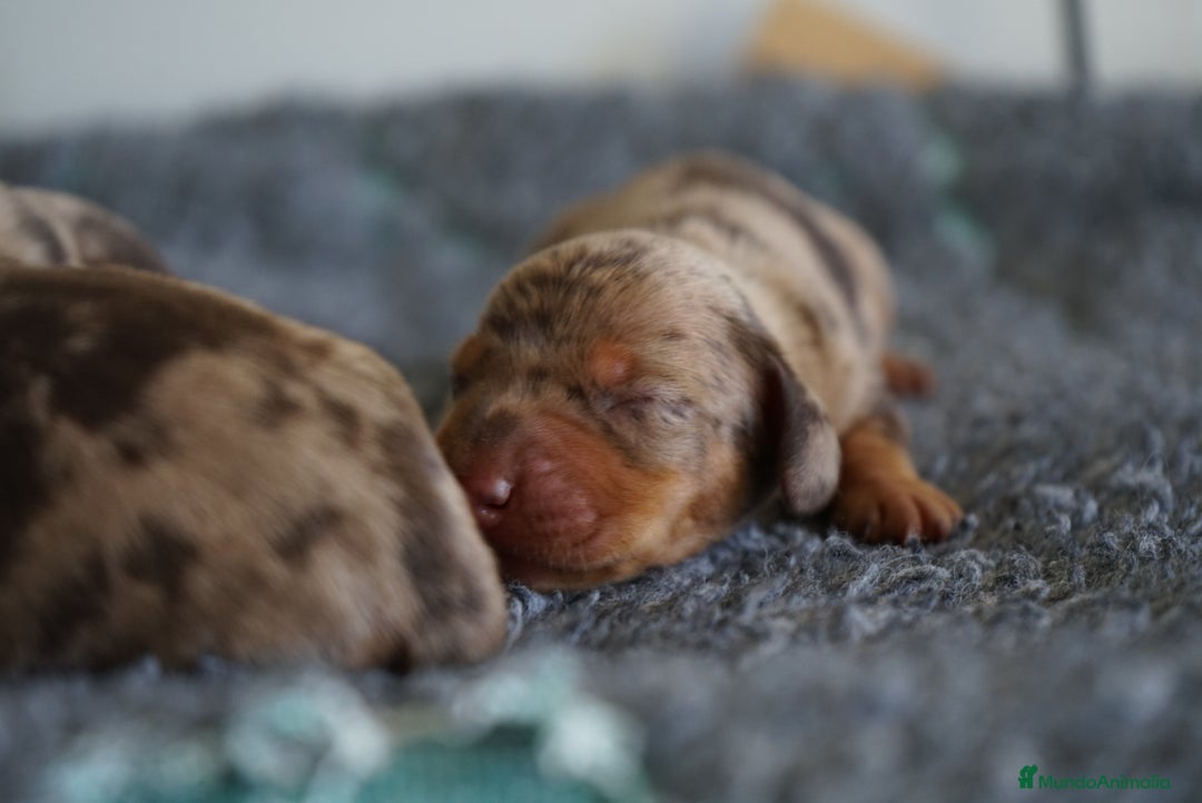 Teckel Miniatura perros en venta: 🐾 Kodat, Byron y Curry – Teckel miniatura 🐾 - Imagen 4