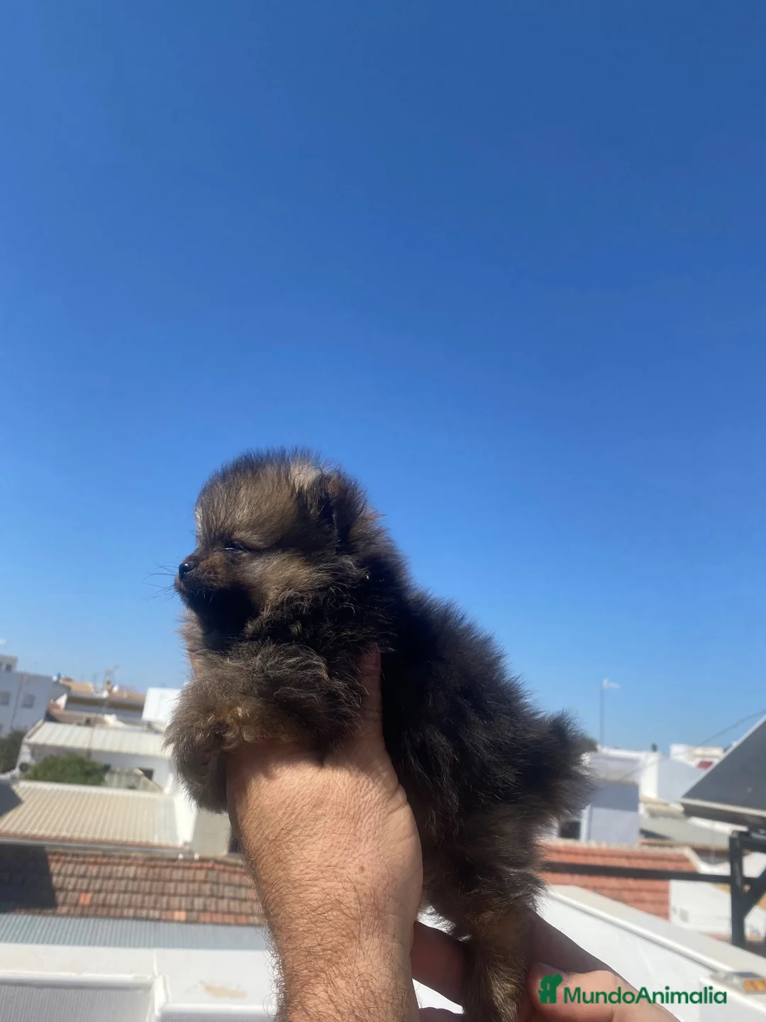 Pomerania perros en venta: Tesoros de la Lola - Anuncio 3