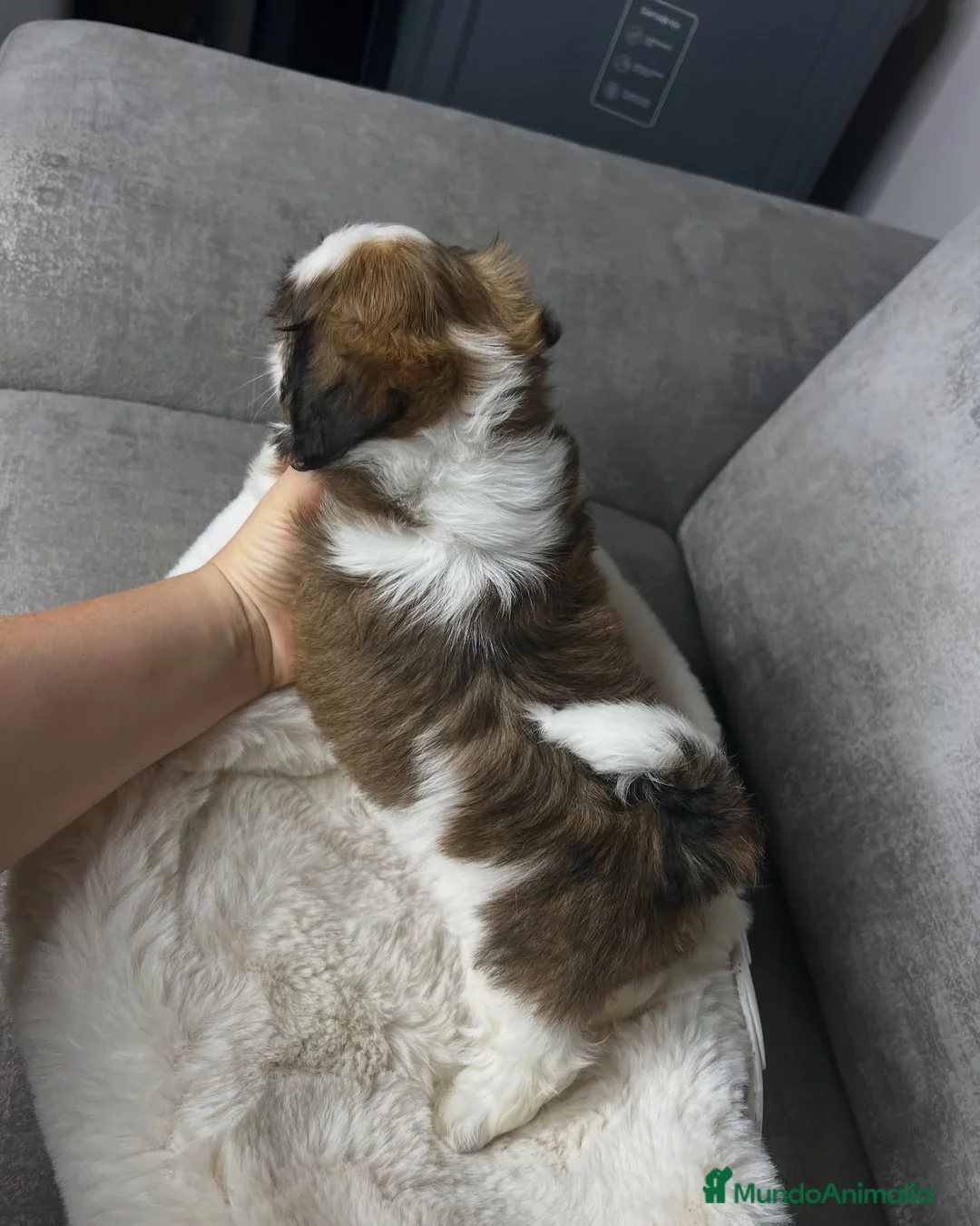 Shih Tzu perros en venta: Shih tzu bebé 🐾🪷 - Anuncio 2