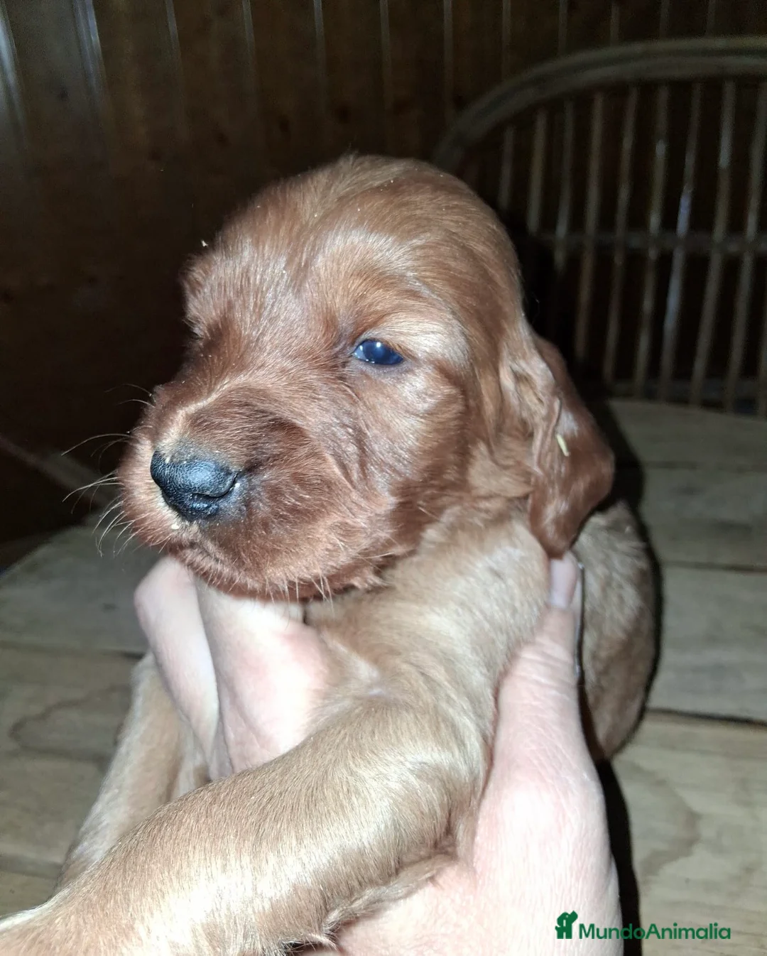 Setter Irlandés Rojo perros en venta: Hembra sette irlandés - Anuncio 2