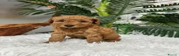 Caniche Enano perros en venta: CANICHE ENANO - Anuncio 2