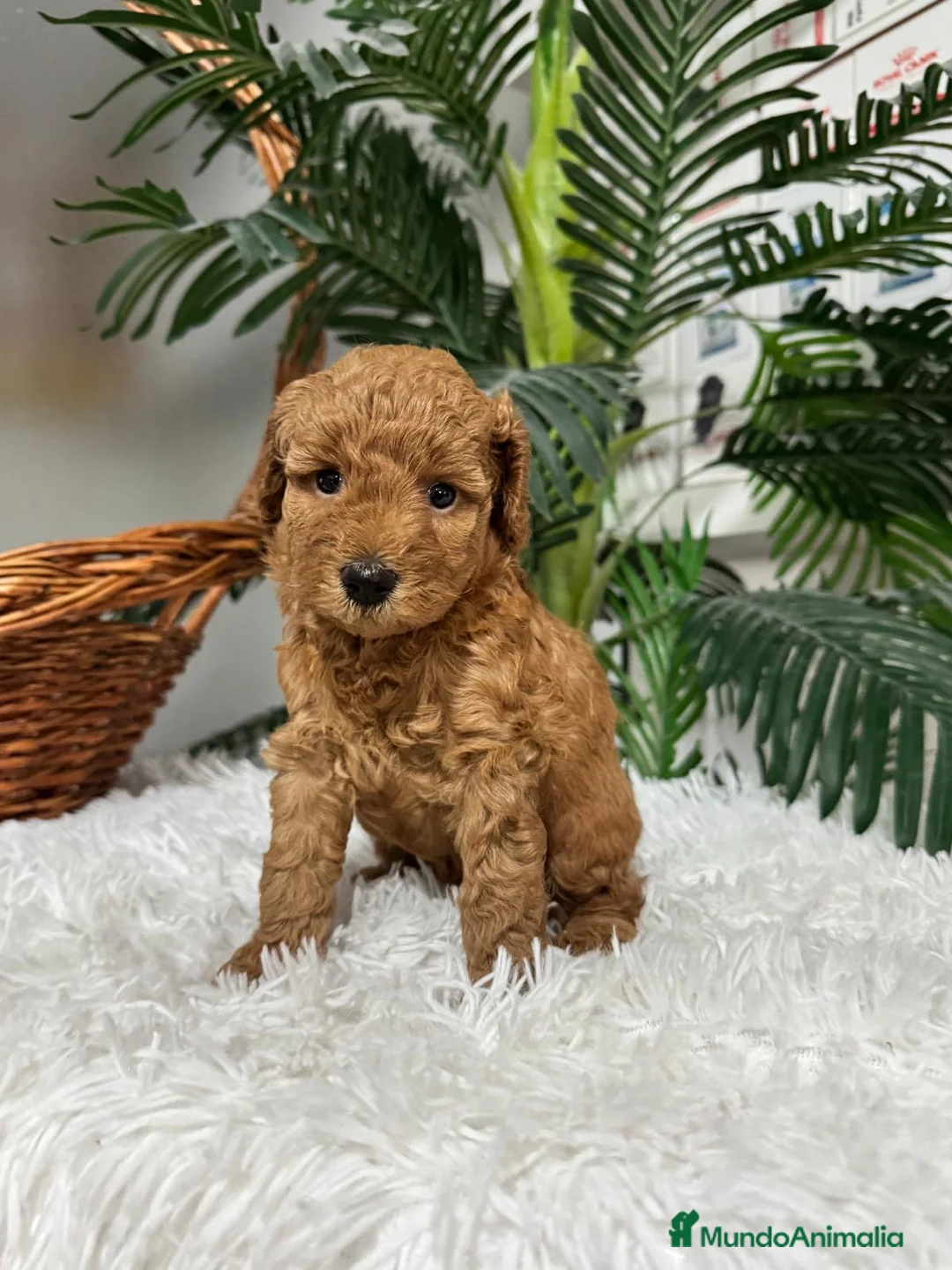 Caniche Enano perros en venta: CANICHE ENANO - Anuncio 2