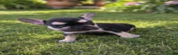 Bulldog Francés perros en venta: PRECIOSO BULLDOG FRANCES - Anuncio 2