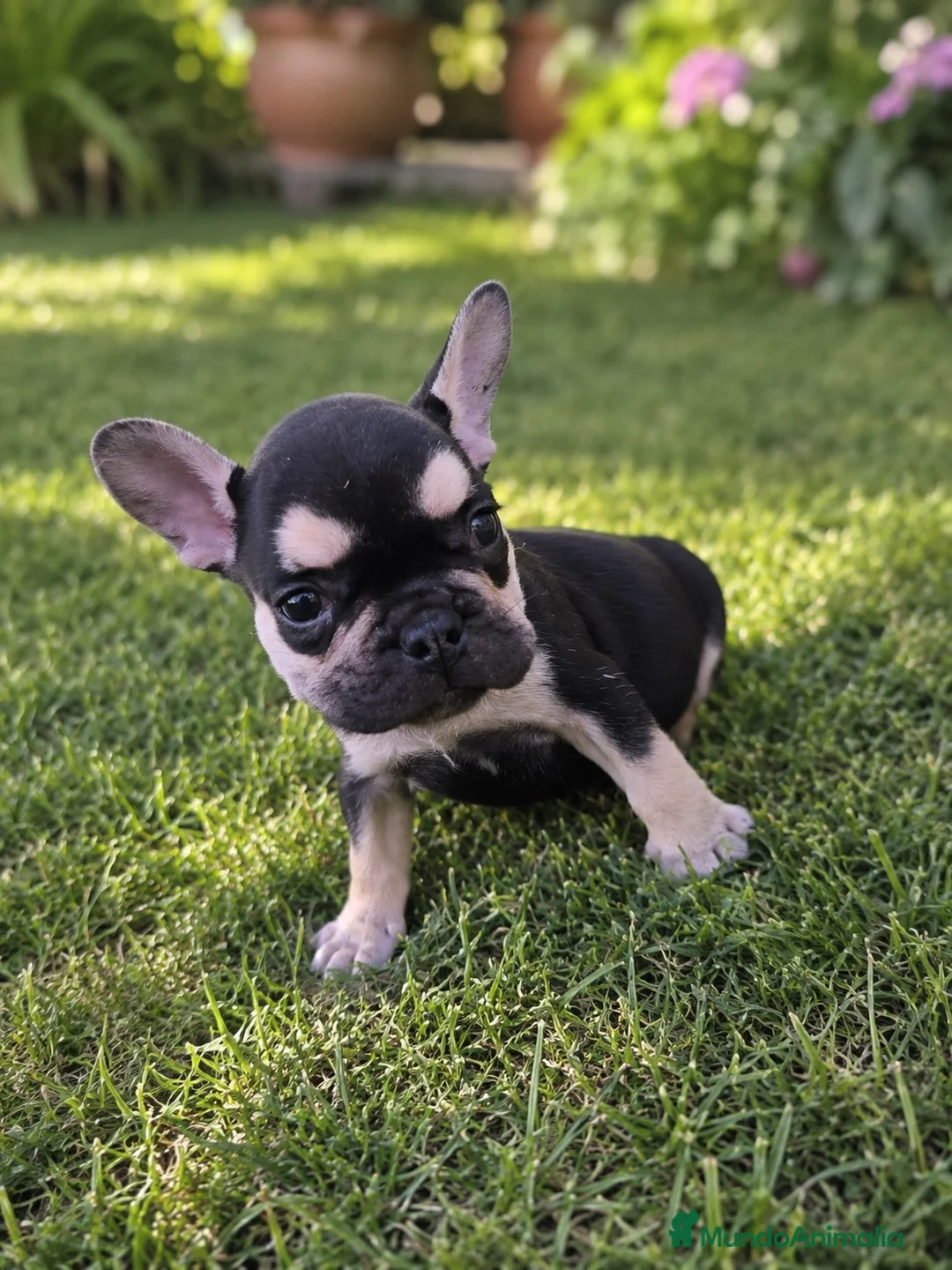 Bulldog Francés perros en venta: PRECIOSO BULLDOG FRANCES - Anuncio 2