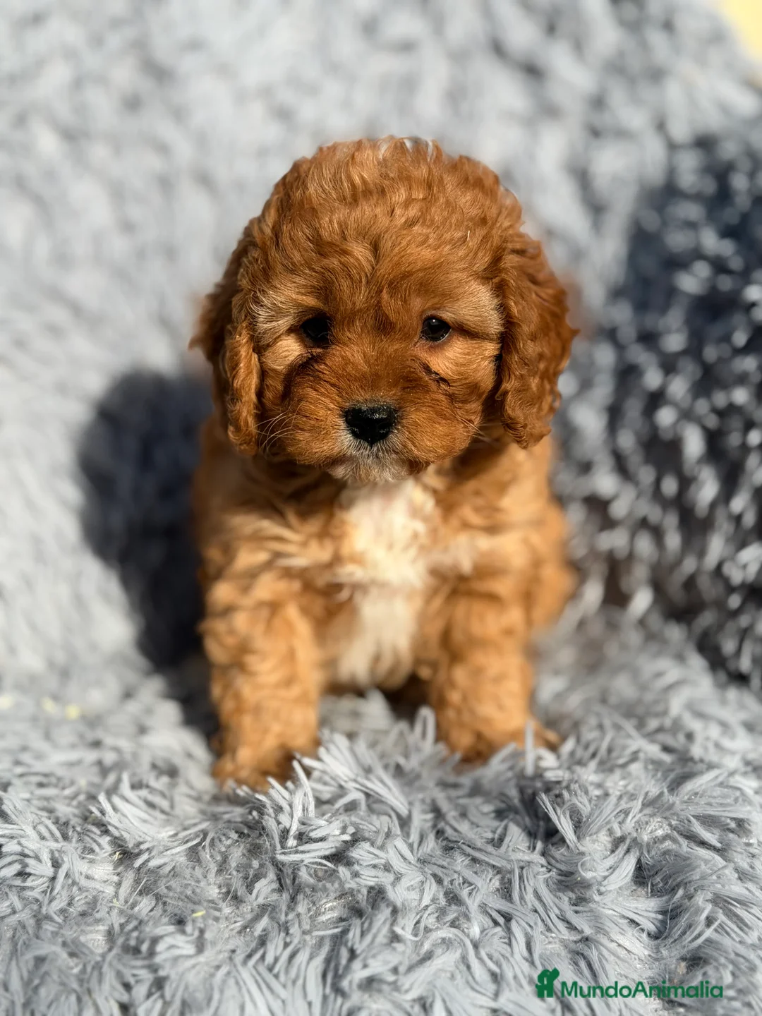 Cavapoo perros en venta: Cavapoo machito rojo  - Anuncio 6