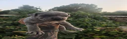 American Pit Bull Terrier perros en venta: American pit bull terrier exclusivos  - Anuncio 9