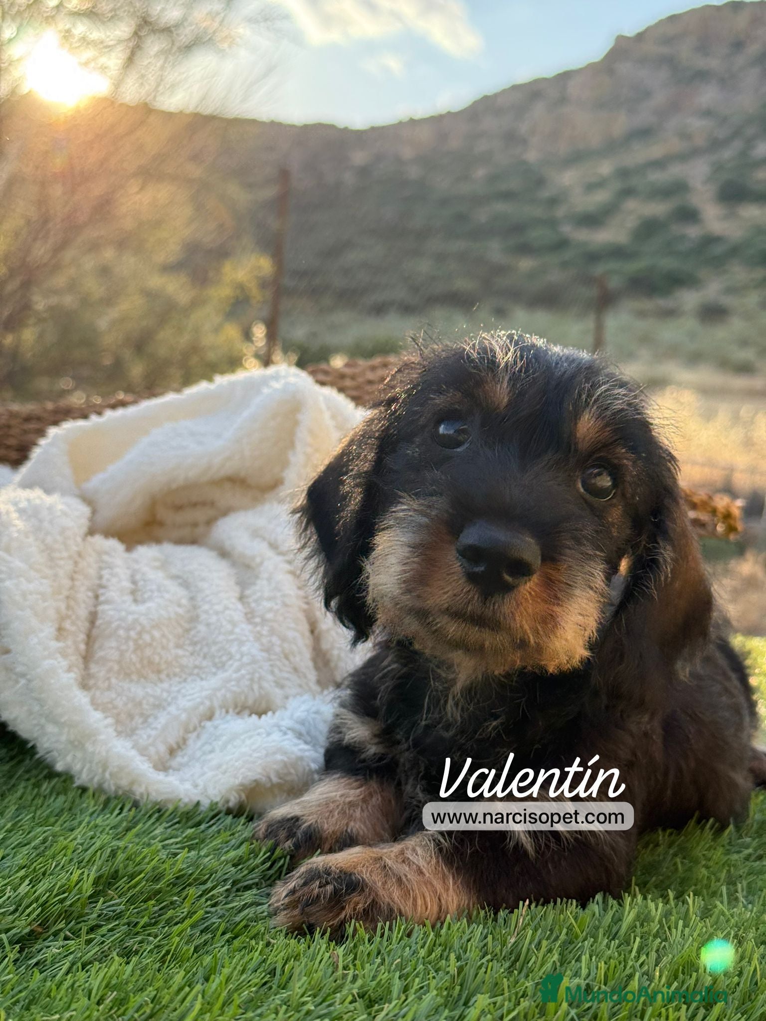 Teckel Miniatura perros TECKEL MACHO PELO DURO - Anuncio 1