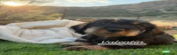 Teckel Miniatura perros en venta: TECKEL MACHO PELO DURO - Anuncio 1