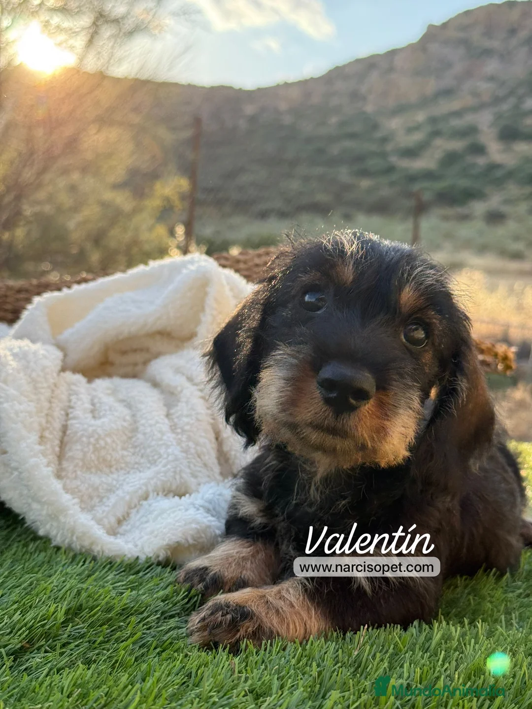 Teckel Miniatura perros en venta: TECKEL MACHO PELO DURO - Anuncio 1