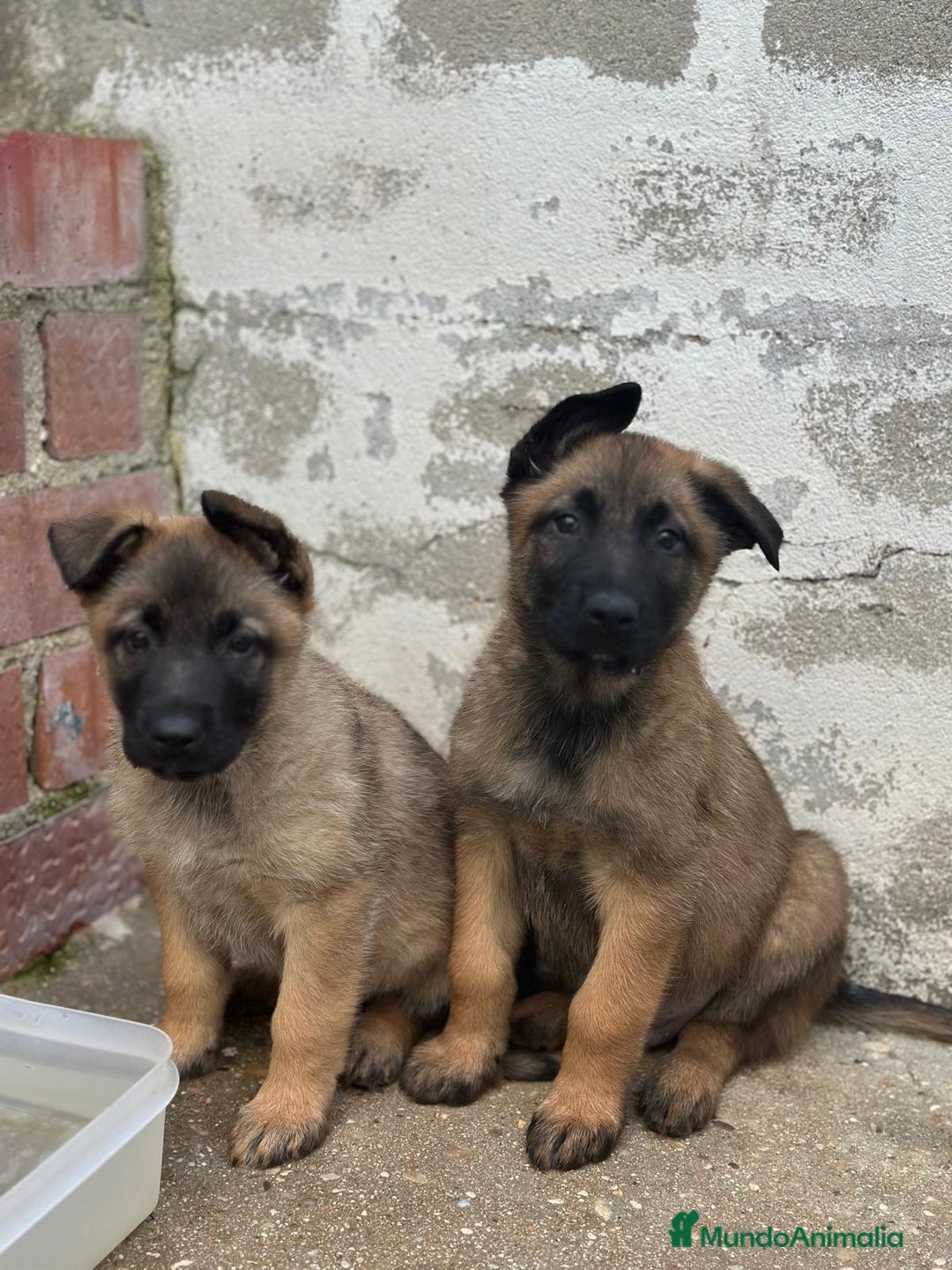Pastor Belga Malinois perros en venta: Pastor Belga Manilois - Anuncio 1