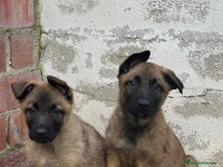 Pastor Belga Malinois perros Pastor Belga Manilois - Anuncio 1