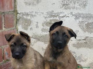 Pastor Belga Malinois perros Pastor Belga Manilois - Anuncio 2